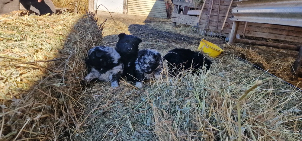 Mudi kiskutyák eladók