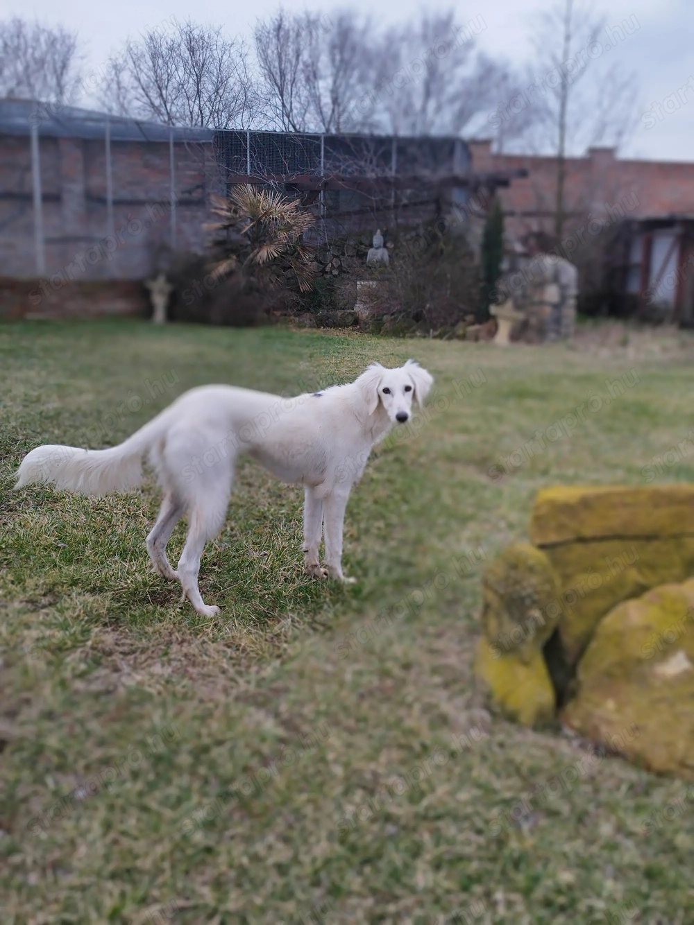 Saluki(perzsa agár) szuka