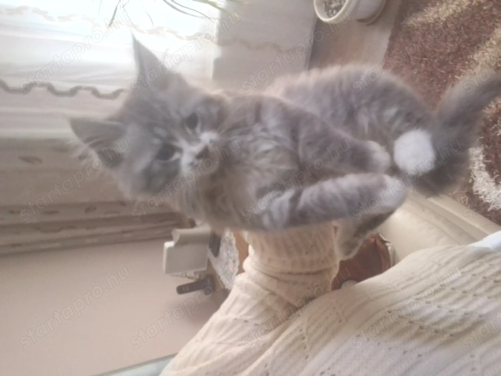 Maine conn három hónapos fiú cica