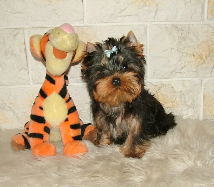 Picike méretű Yorkshire Terrier babák eladók!