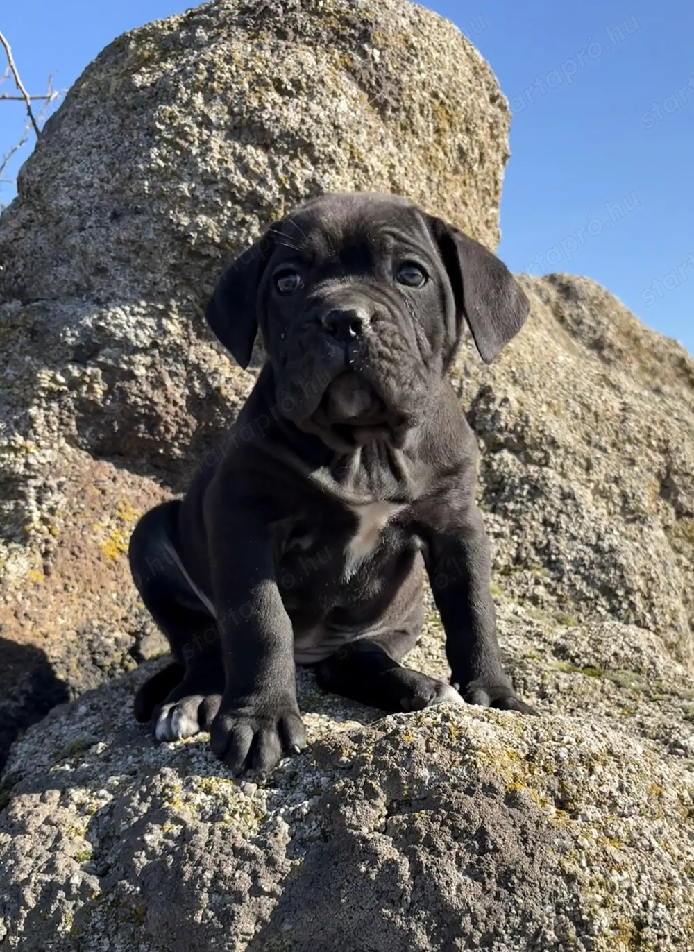 Cane Corso fekete szuka EUCH WCh ösökkel tenyésztői garanciával eladó