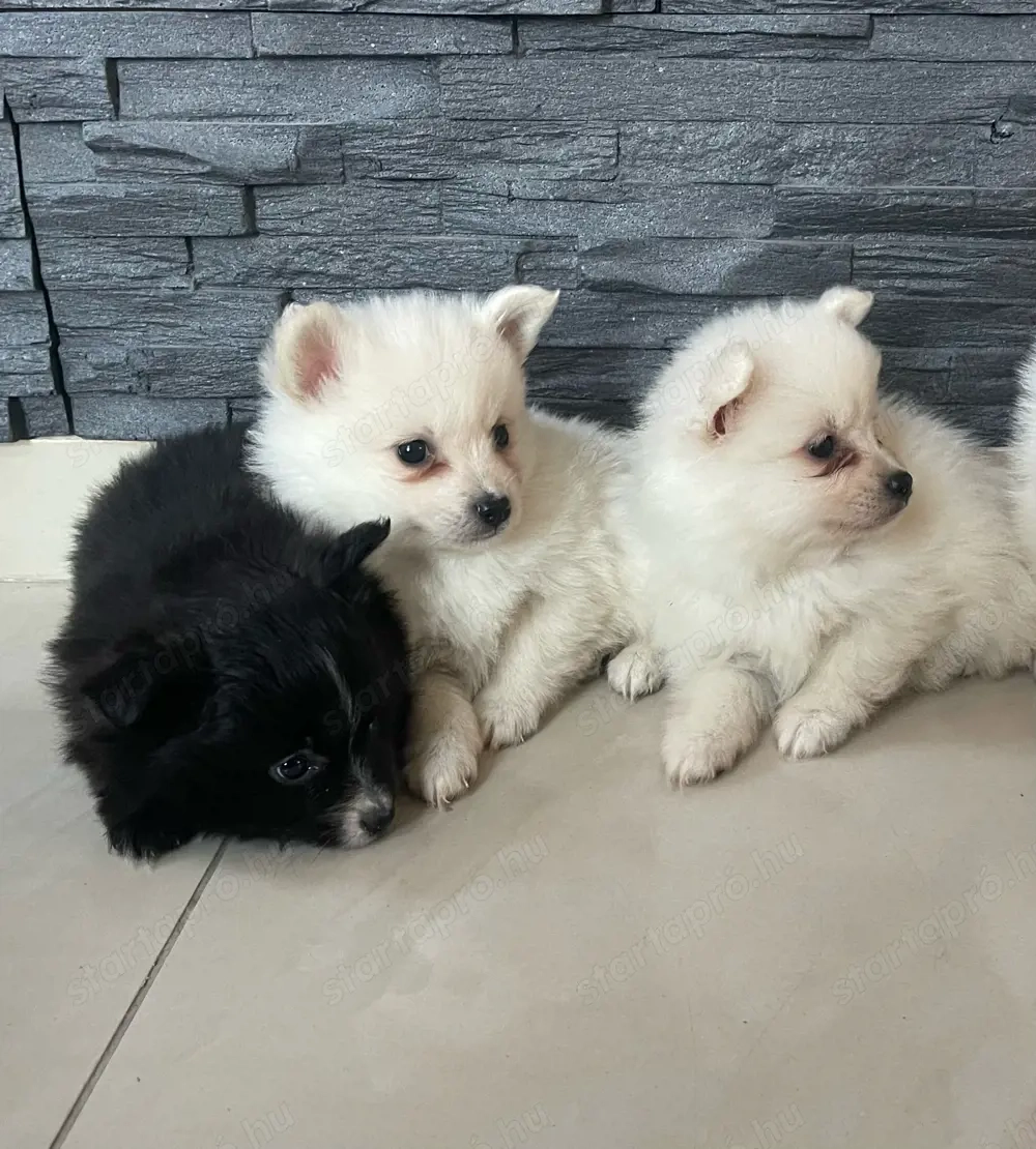 Gyönyörű Pomerániai Törpe Spitz kiskutyák
