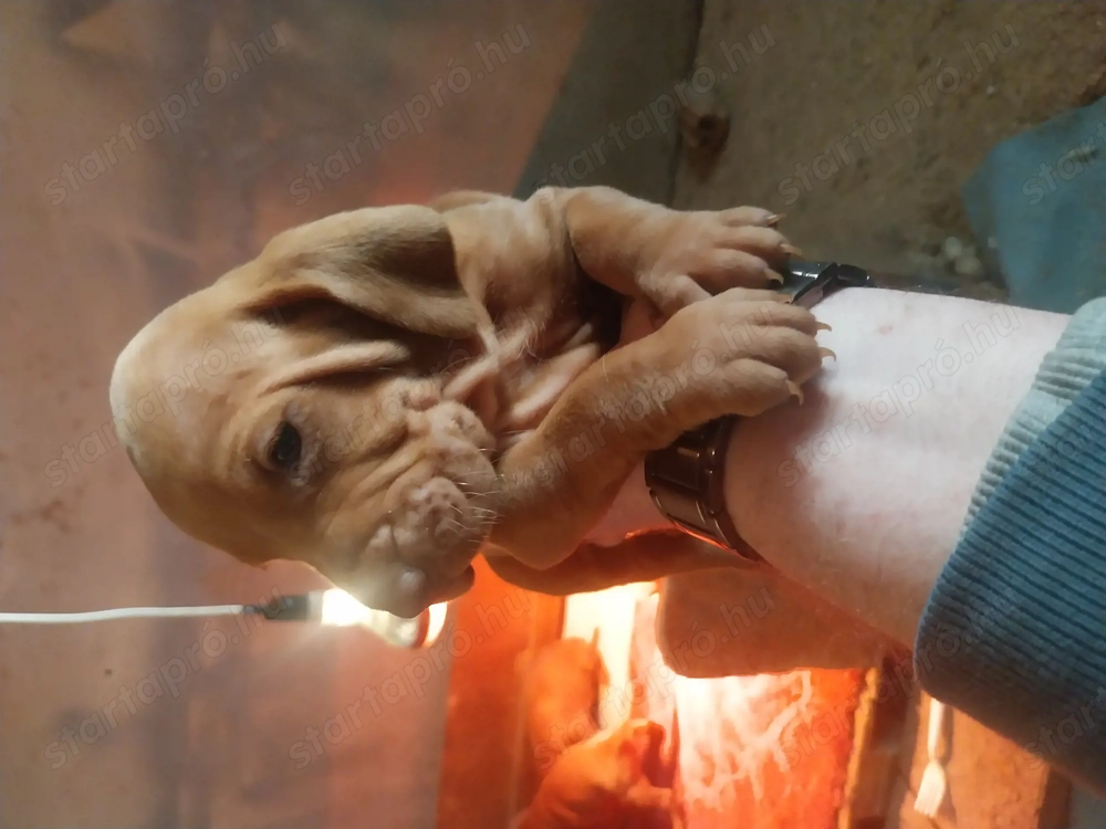 Magyar vizsla kicsik