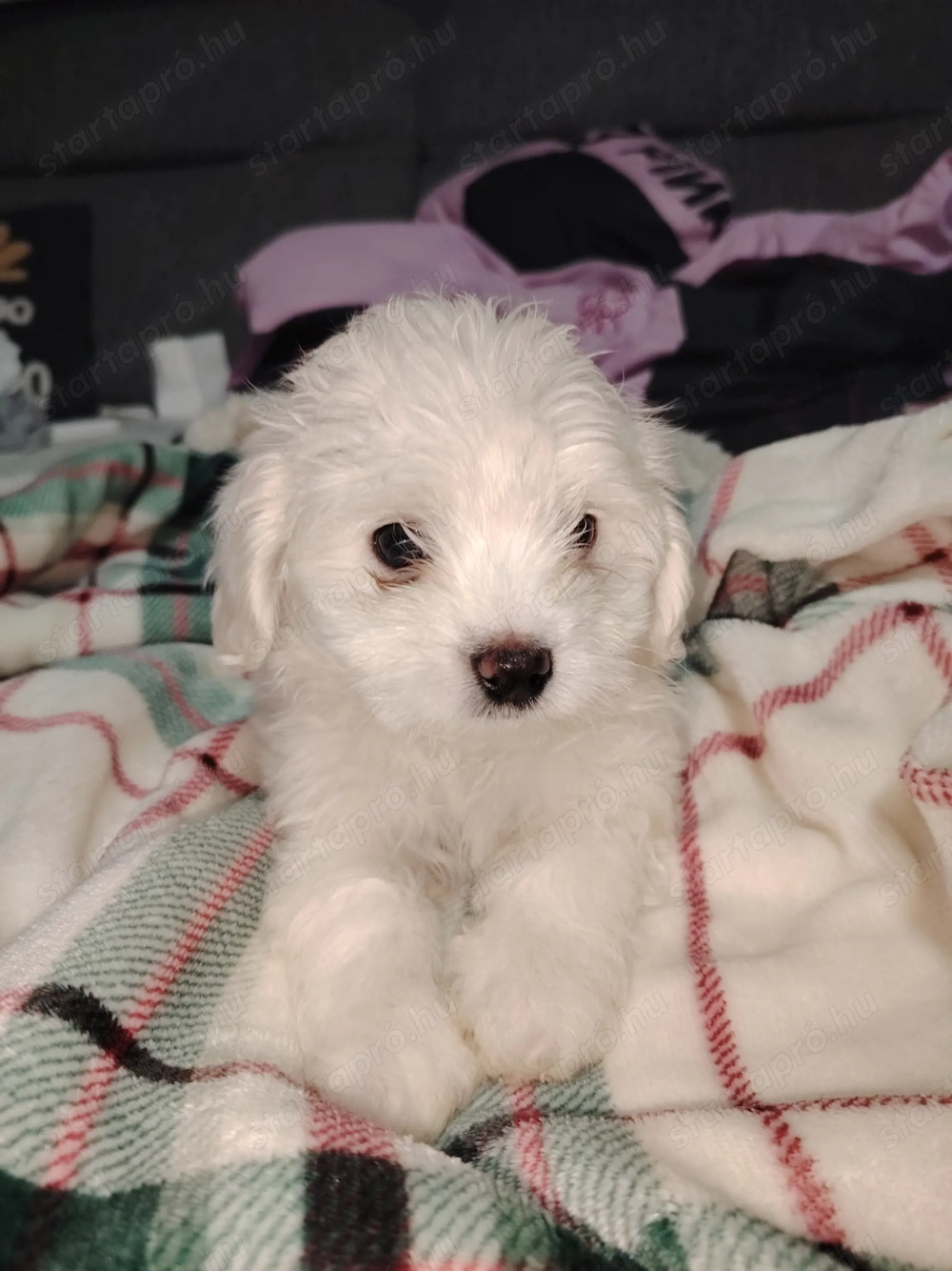 Eladó máltai selyem kiskutya 