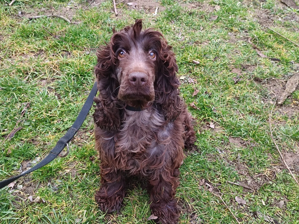 Angol cocker spániel 