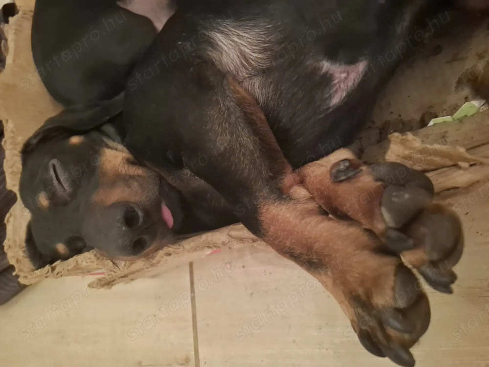 Ingyen elvihető törpe tacskók! 