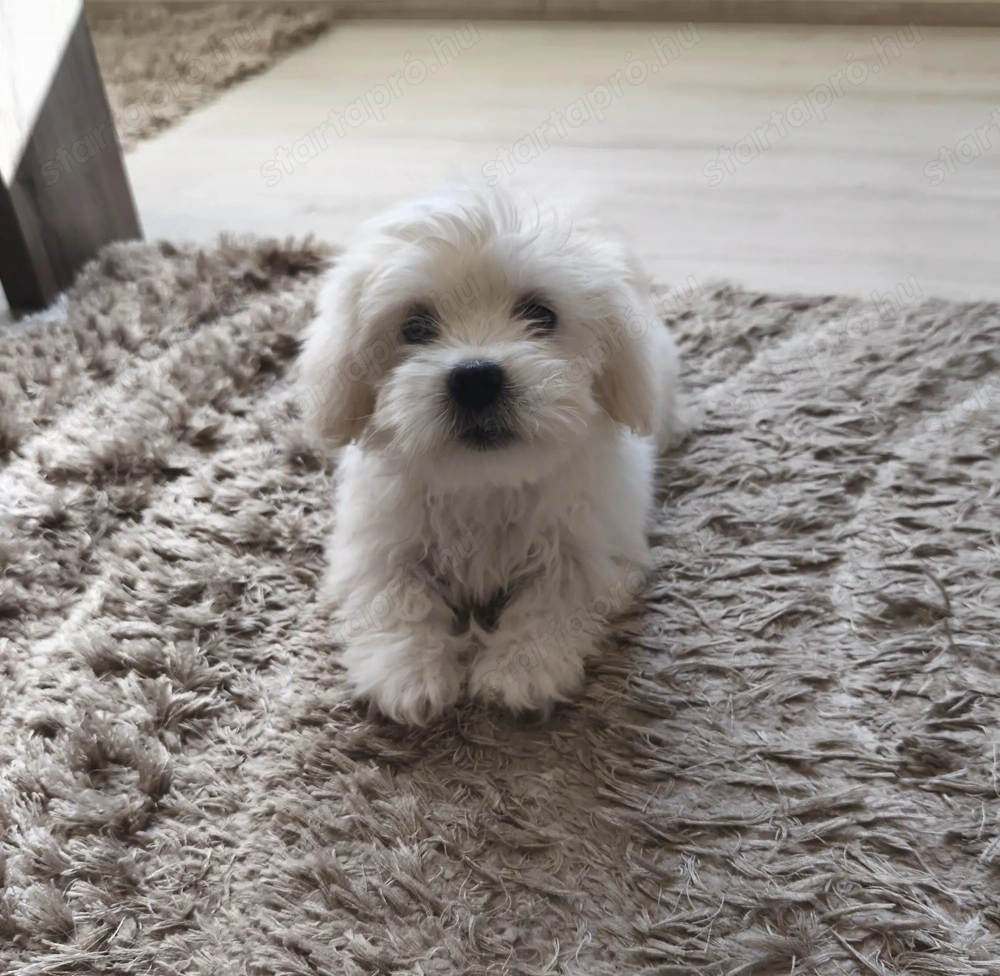 Máltai selyem kisfiú 