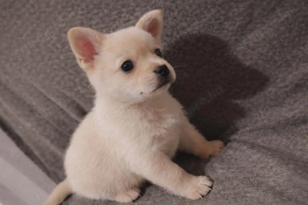 Eladó csivava kutyusok 