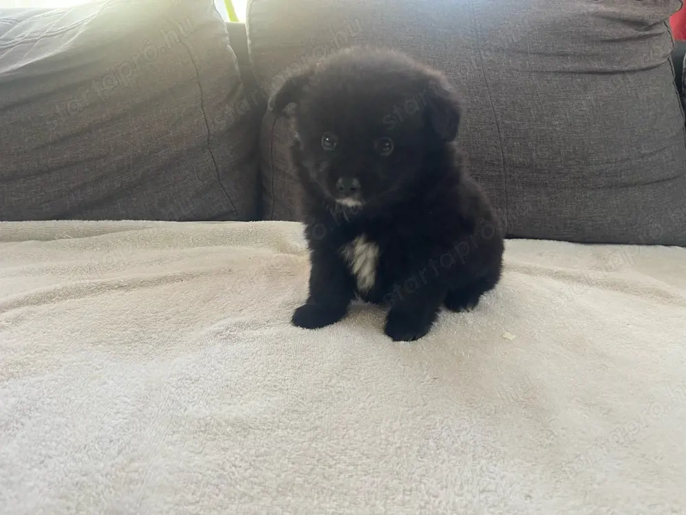 Pomerániai Törpe Spitz kiskutyák