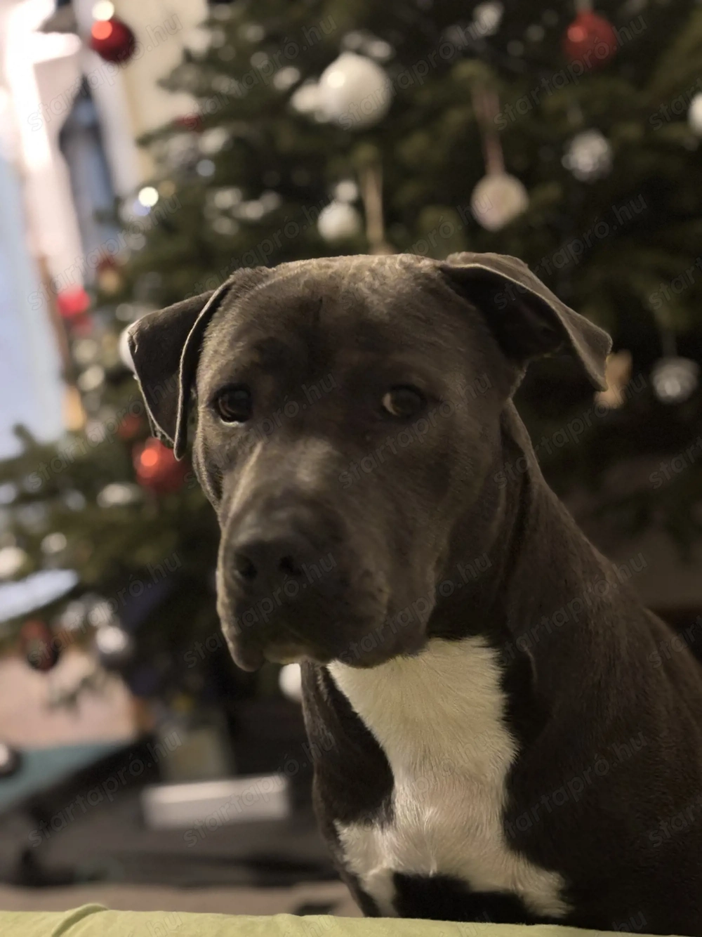 Amstaf ingyen elvihető 