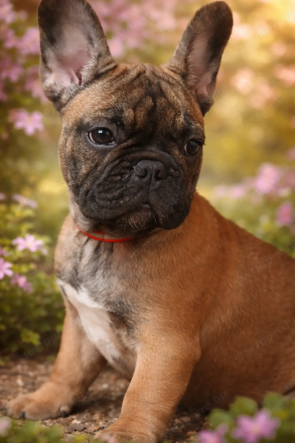 FCI pedigree francia bulldog 
