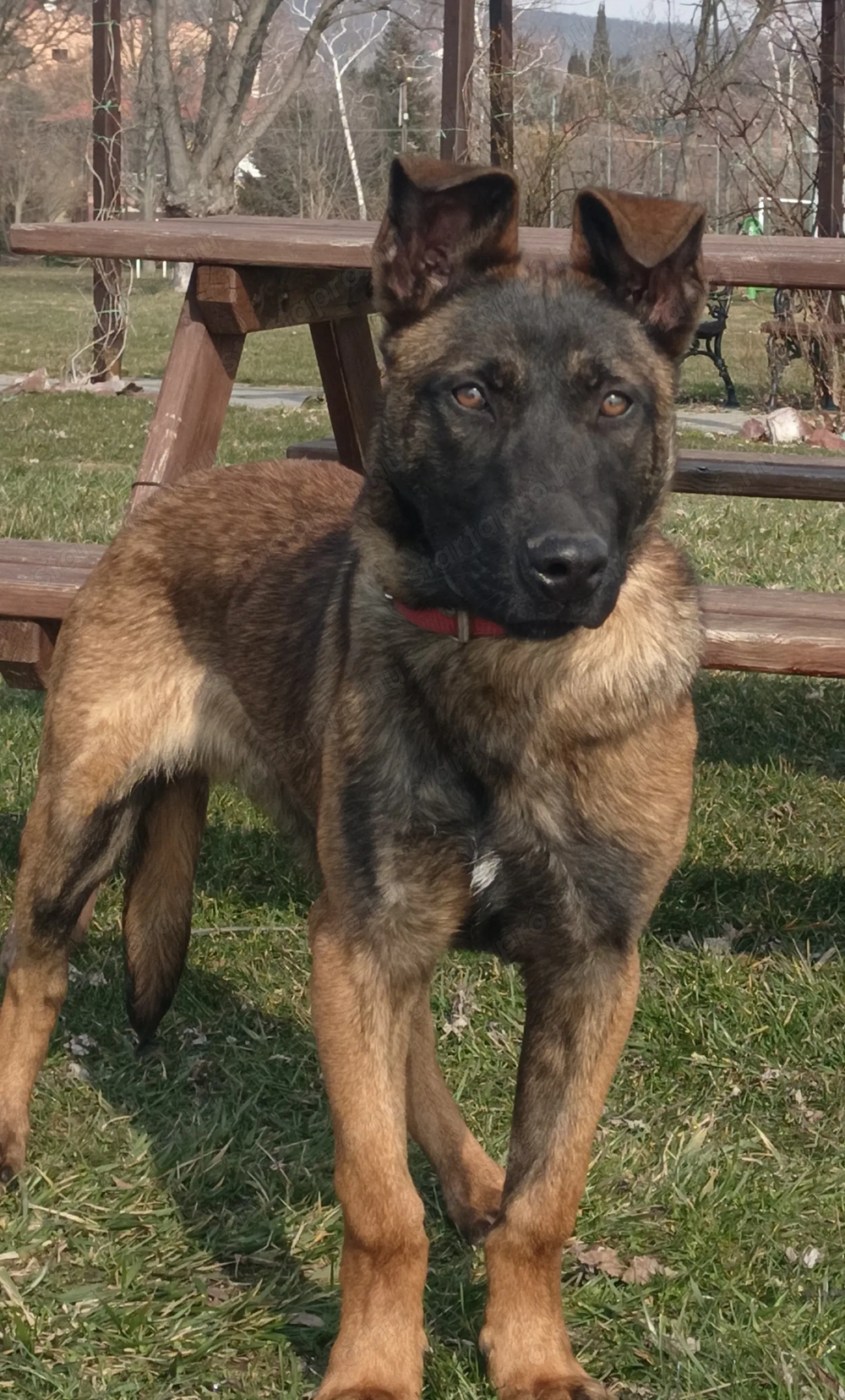 Belga juhász malinois 