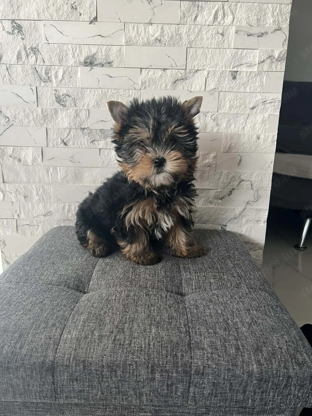 Kis fiú yorki kiskutyák