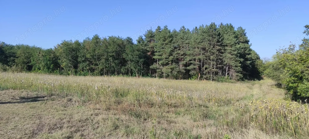 Cserkeszőlőn  nagy szép telek eladó fenyves mellett