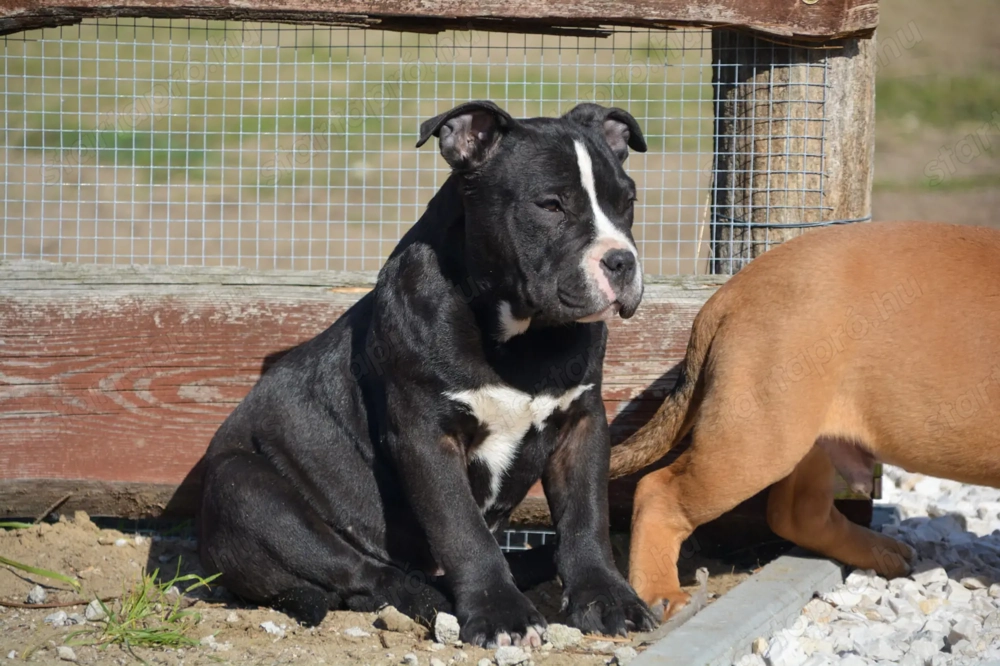 American bully kiskutya