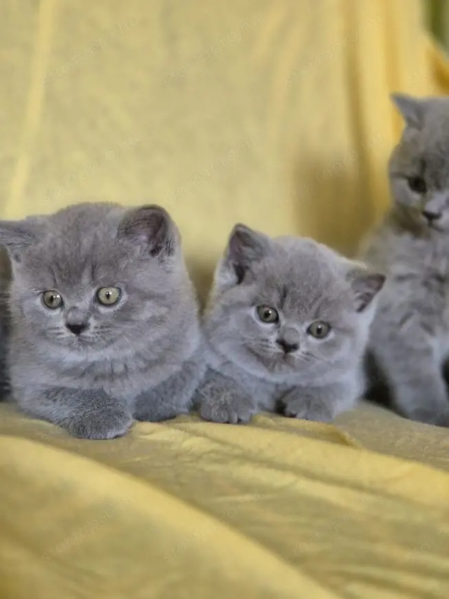 Brit kék és lila gyönyörű kiscicák szeertő gazdikat keresnek!