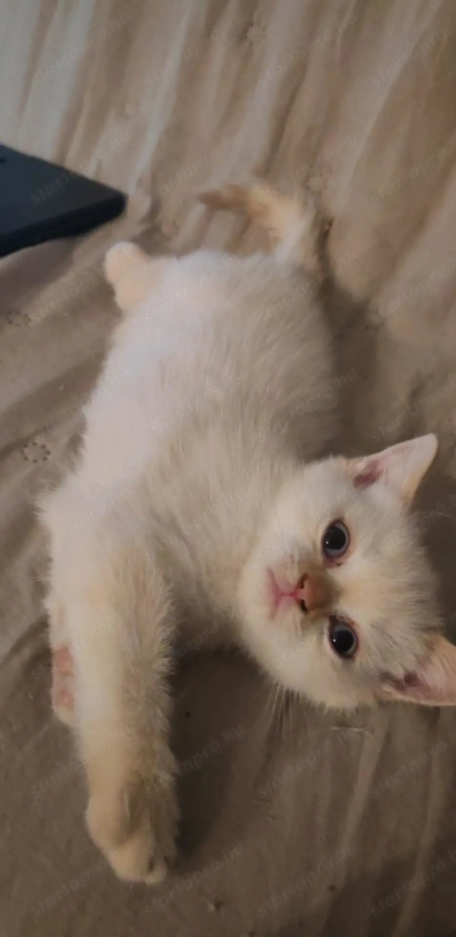 Brit rövidszőrű kiscicák