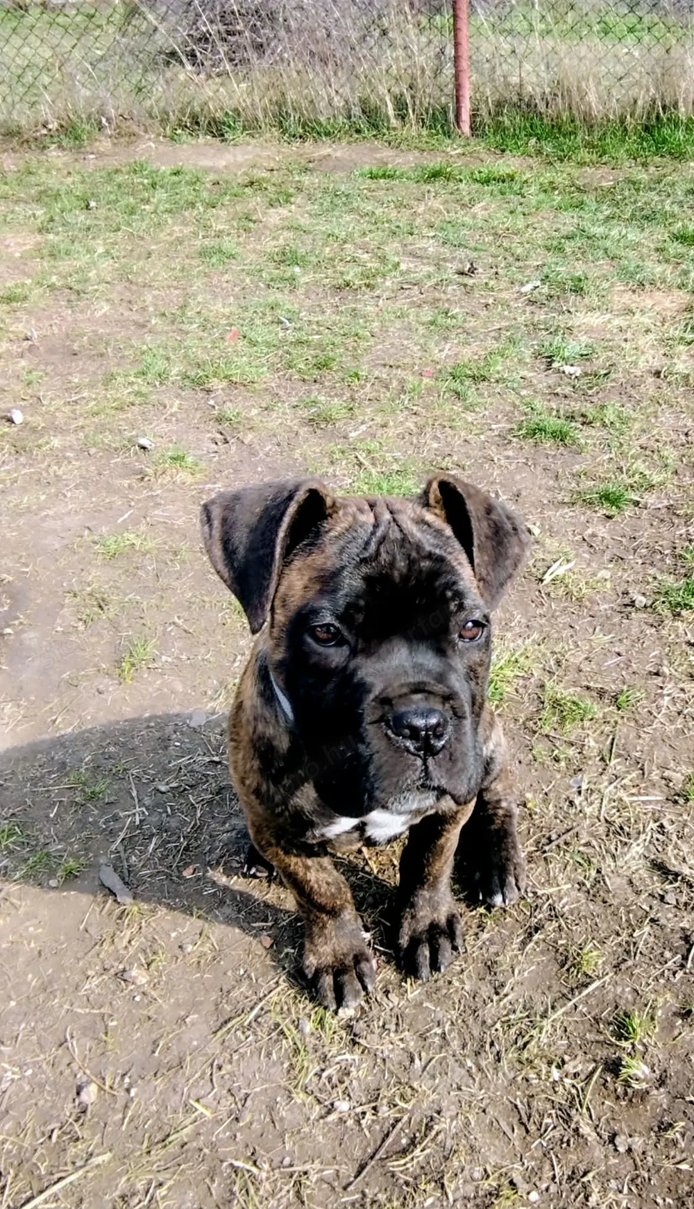 Eladó Cane-Corso szuka kölykök! 