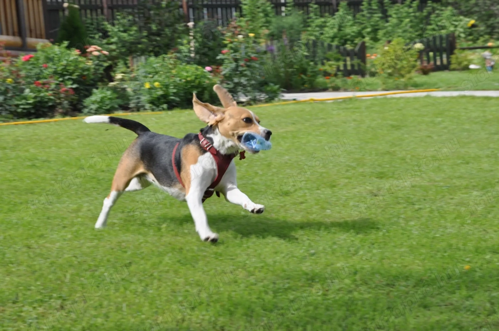 Nőstény Beagle kiskutya