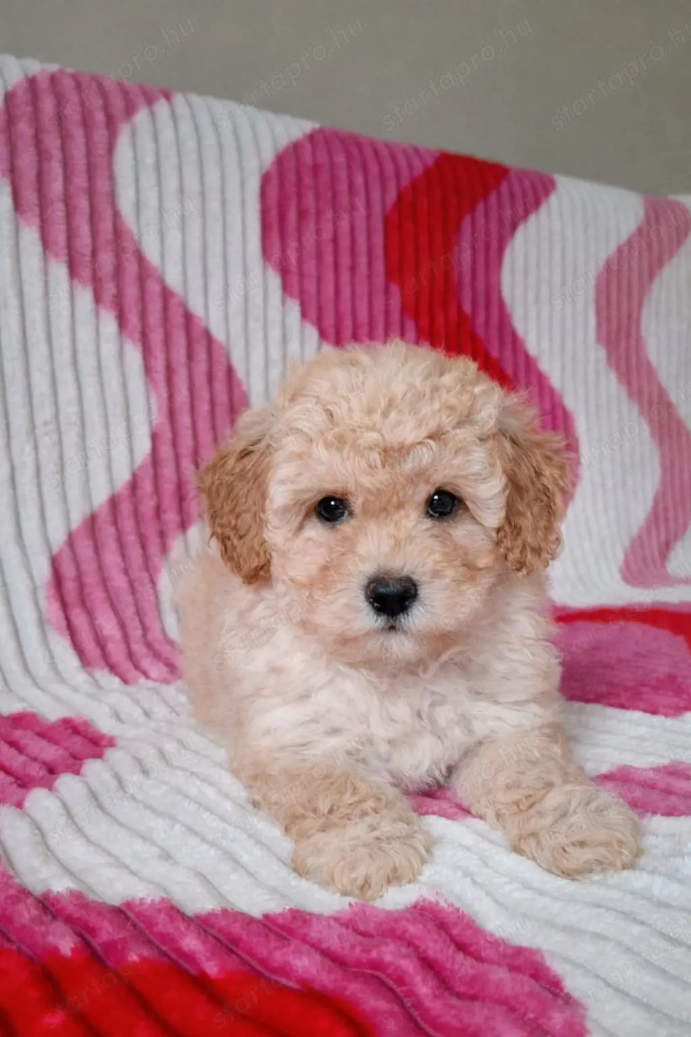 toy uszkár eladó kiskutyák 