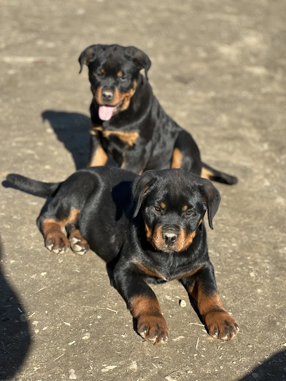 Rottweiler gyönyörű kölykök