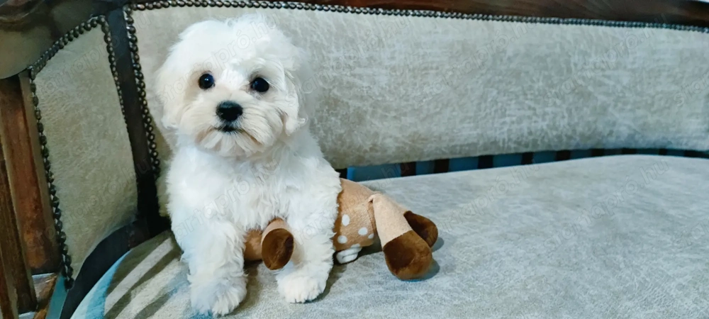 Eladó máltai selyem kan és szuka kiskutya