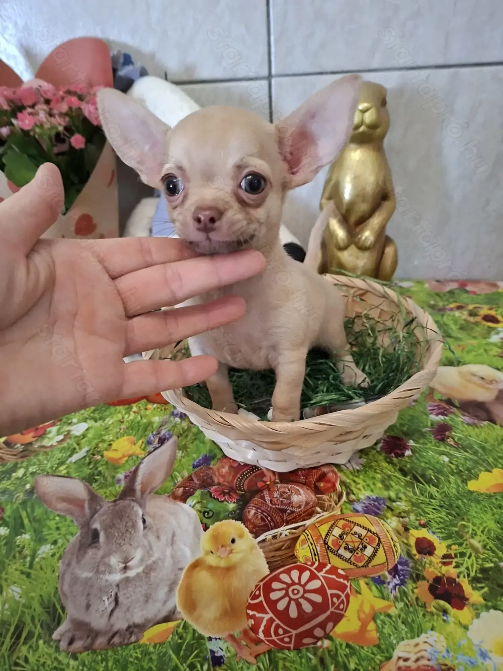 Mini csivava kisfiú törzskönyvel.9 hetes.