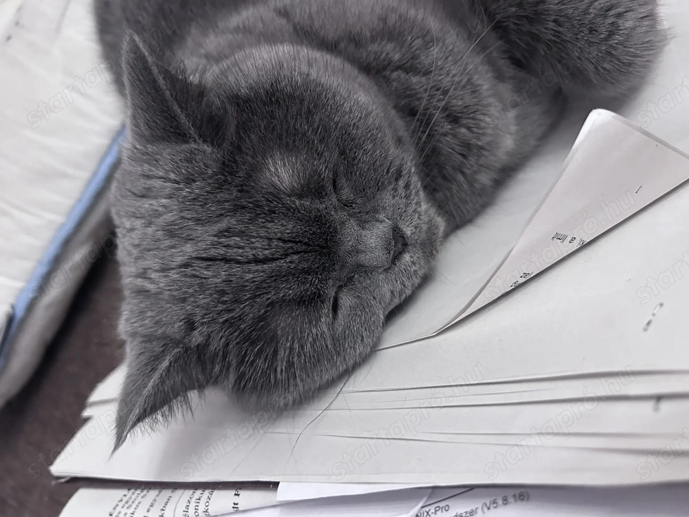 Eladó törzskönyves brit cica