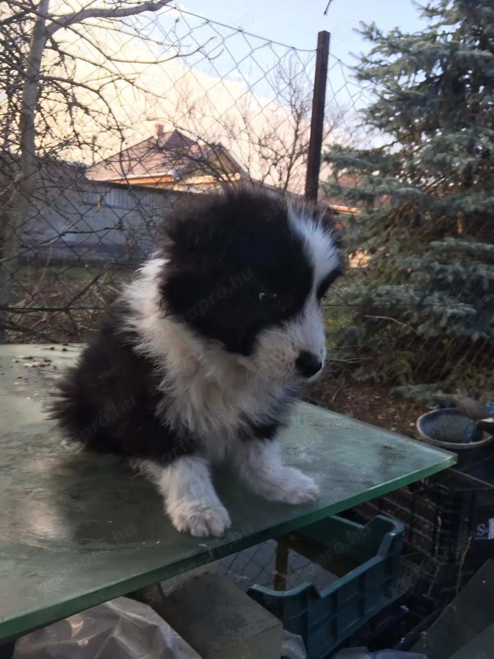 Border collie kiskutya