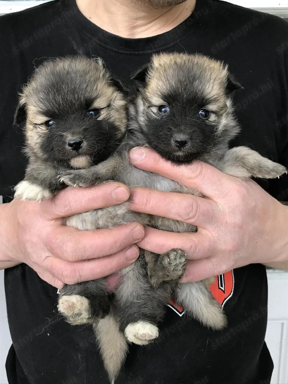 Eladók, foglalhatóak, Tündéri Spicc, Spitz kiskutyák! Lányok és fiúk.