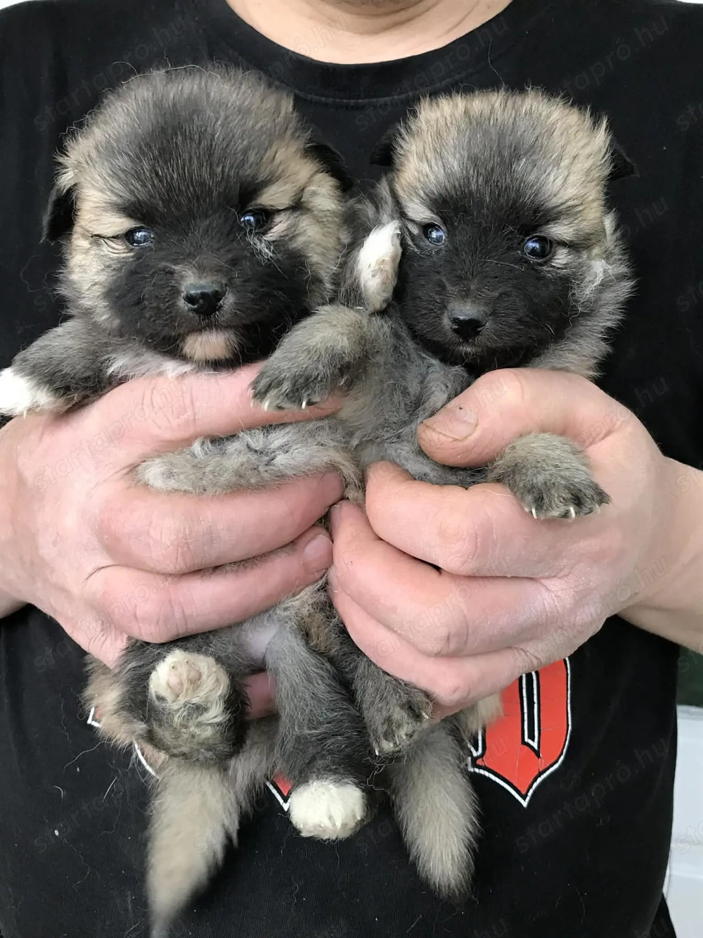 Eladók, foglalhatóak, tündéri Spicc, Spitz kutyusok! Lányok és fiúk!