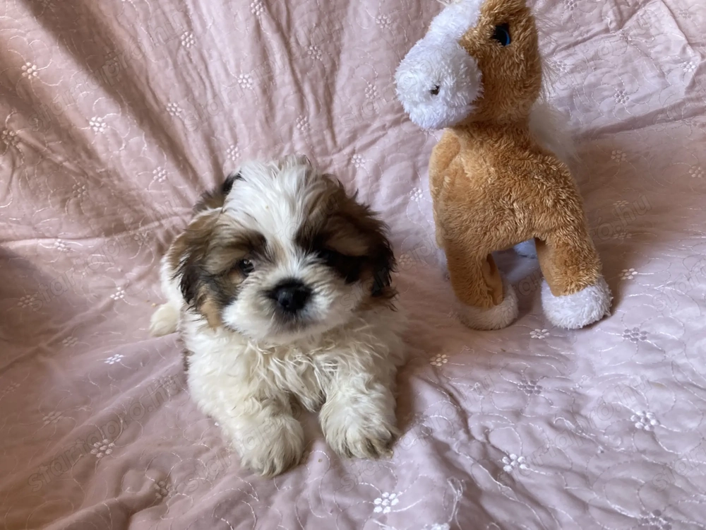  Si-cu (Shih-tzu)kiskutyák eladók !