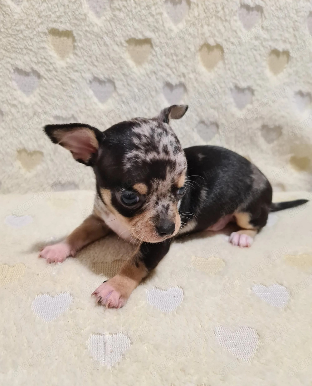 Diego! Extra mini csibaba!