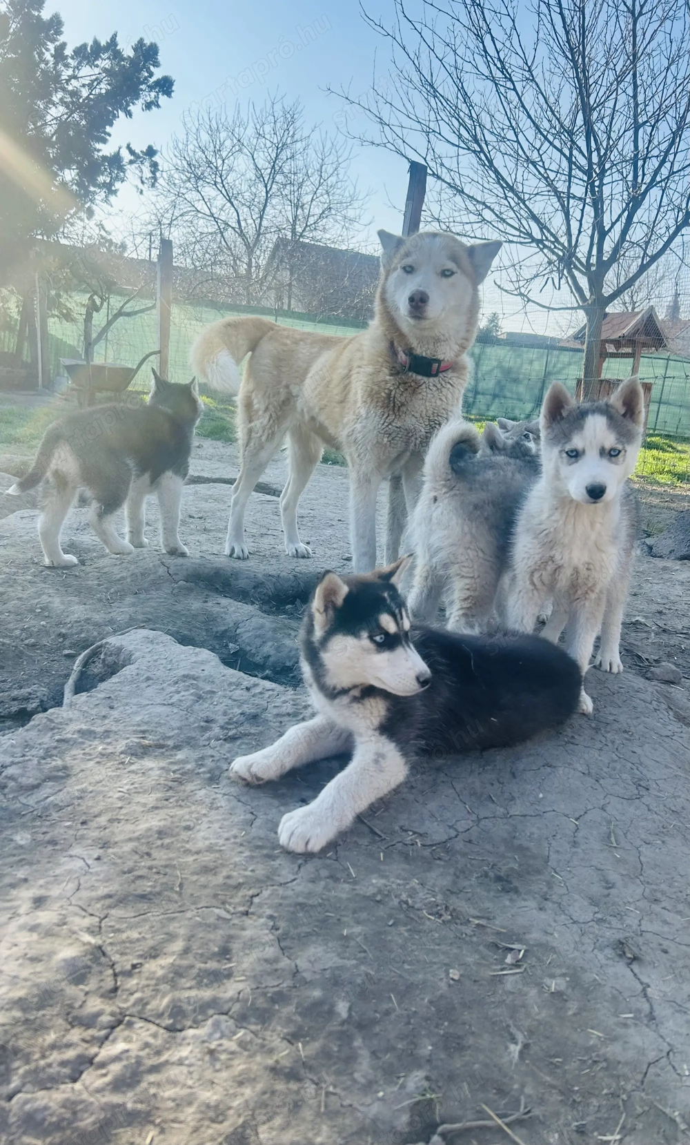 Husky babák