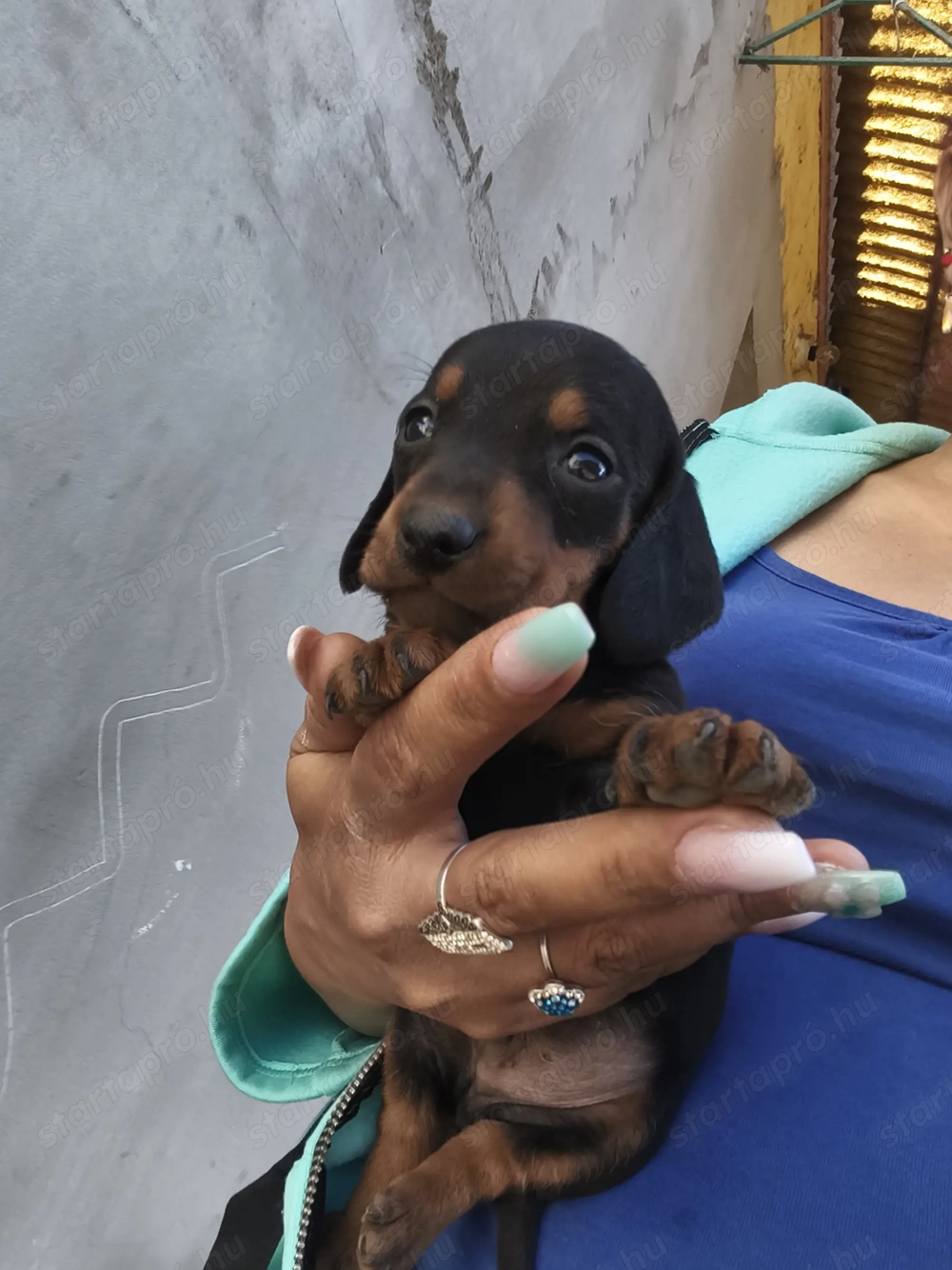 Eladó tacskó kisfiúk 