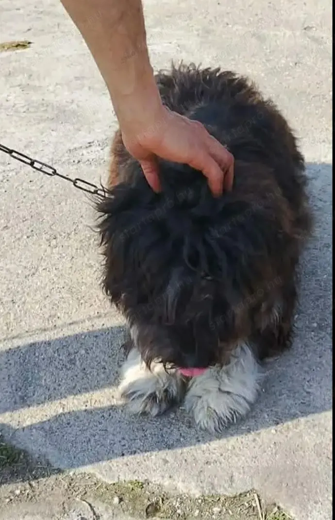 Jászladányi ebrendészeti telep gazdakeresői