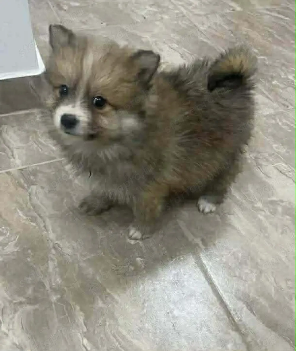 Pomerániai Törpe Spitz kisfiú