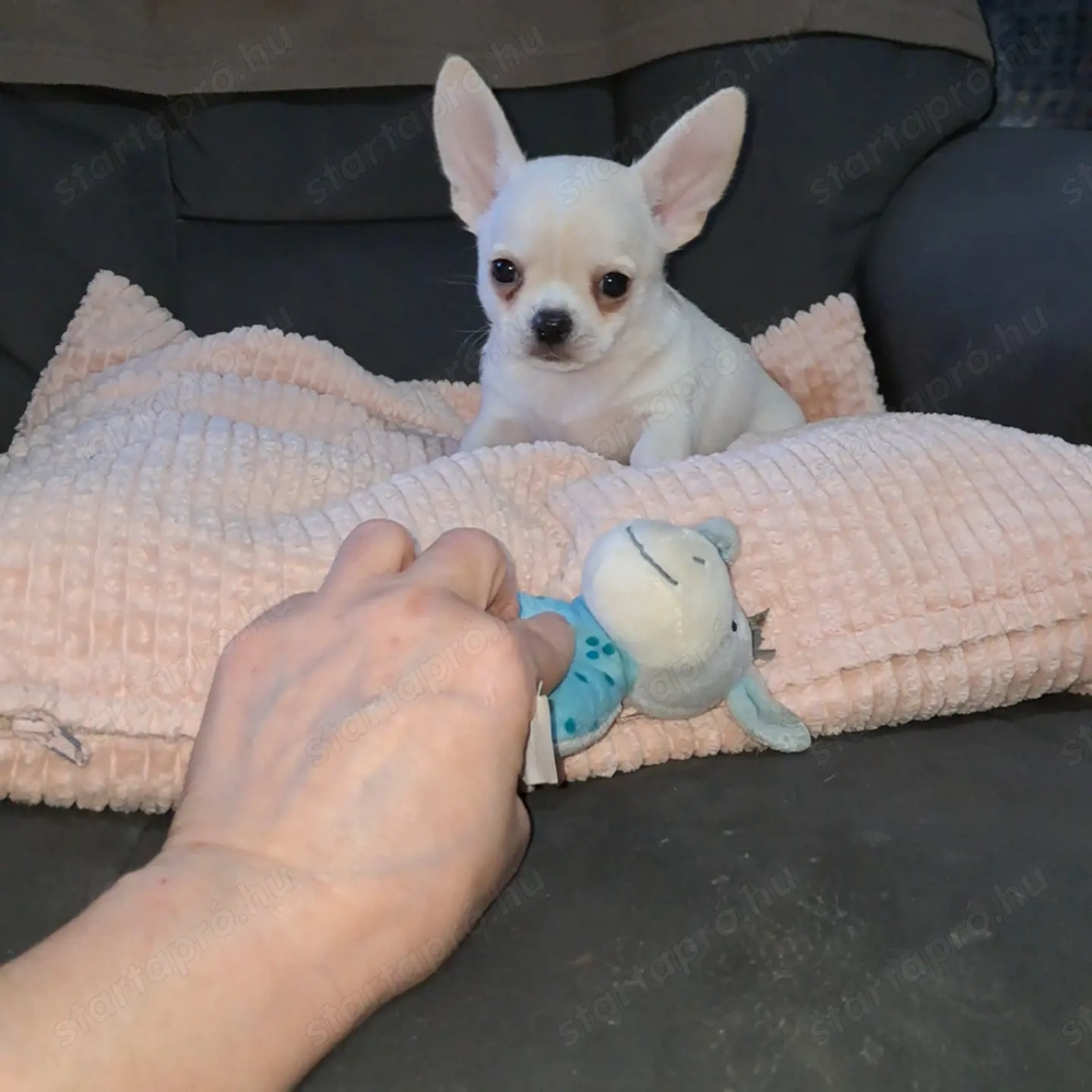 Meseszép csivava kisfiú tenyésztőtől