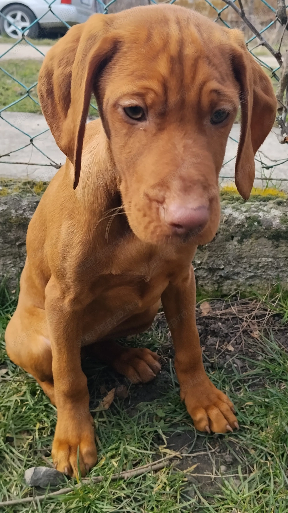  magyar vizsla kölyök kutyus keresi gazdiját 