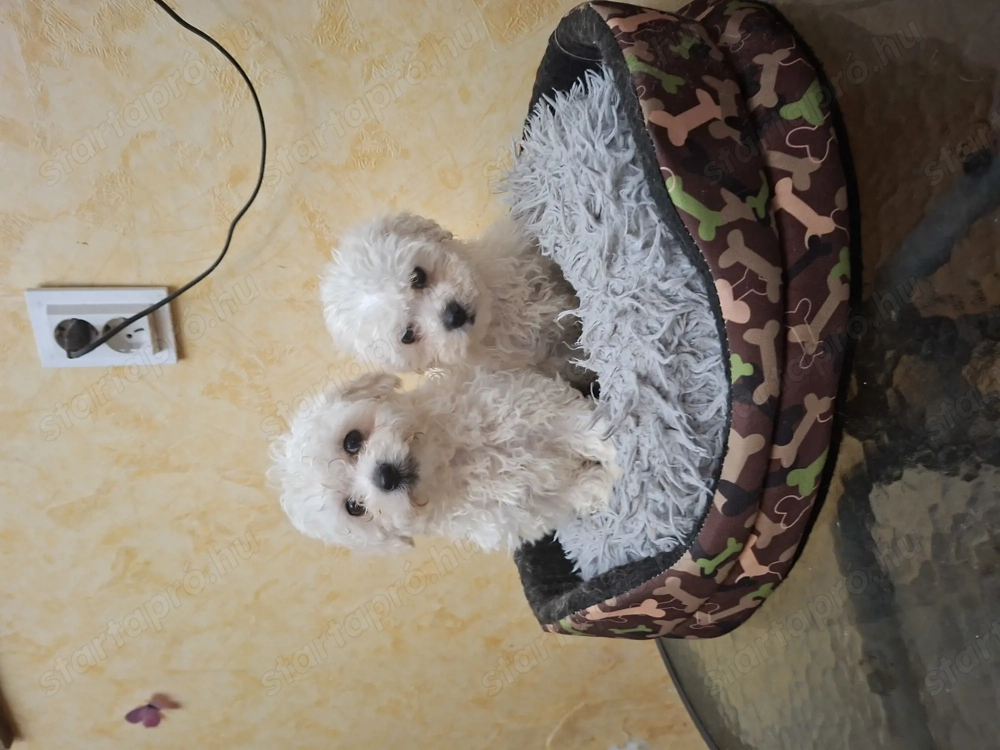 Bichon havanése mini kicsik.