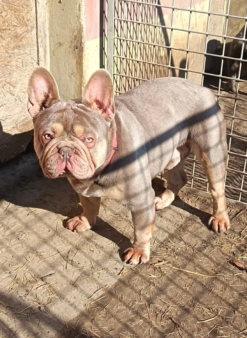Francia bulldog kan Fedez
