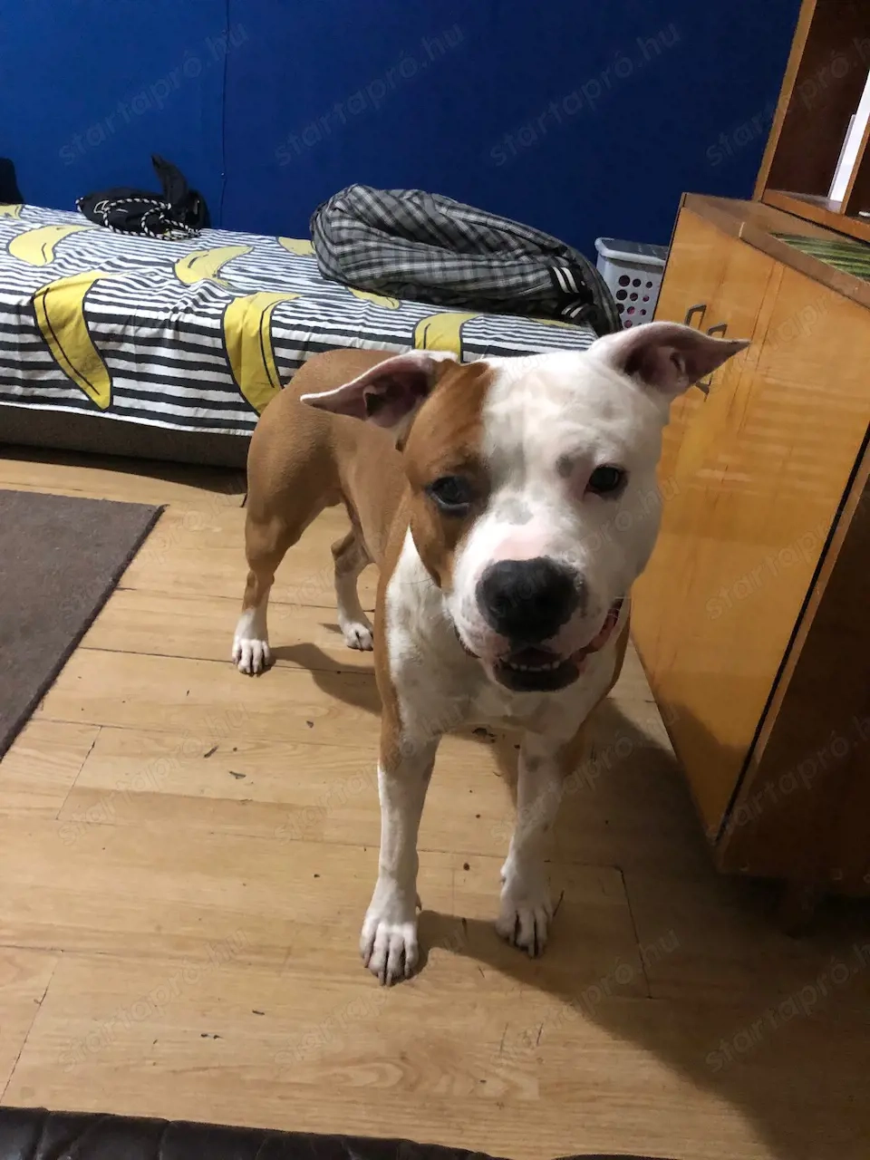 Miskolc: Ariel Fedez - 5 Éves Amerika StaffordShire Terrier Kan