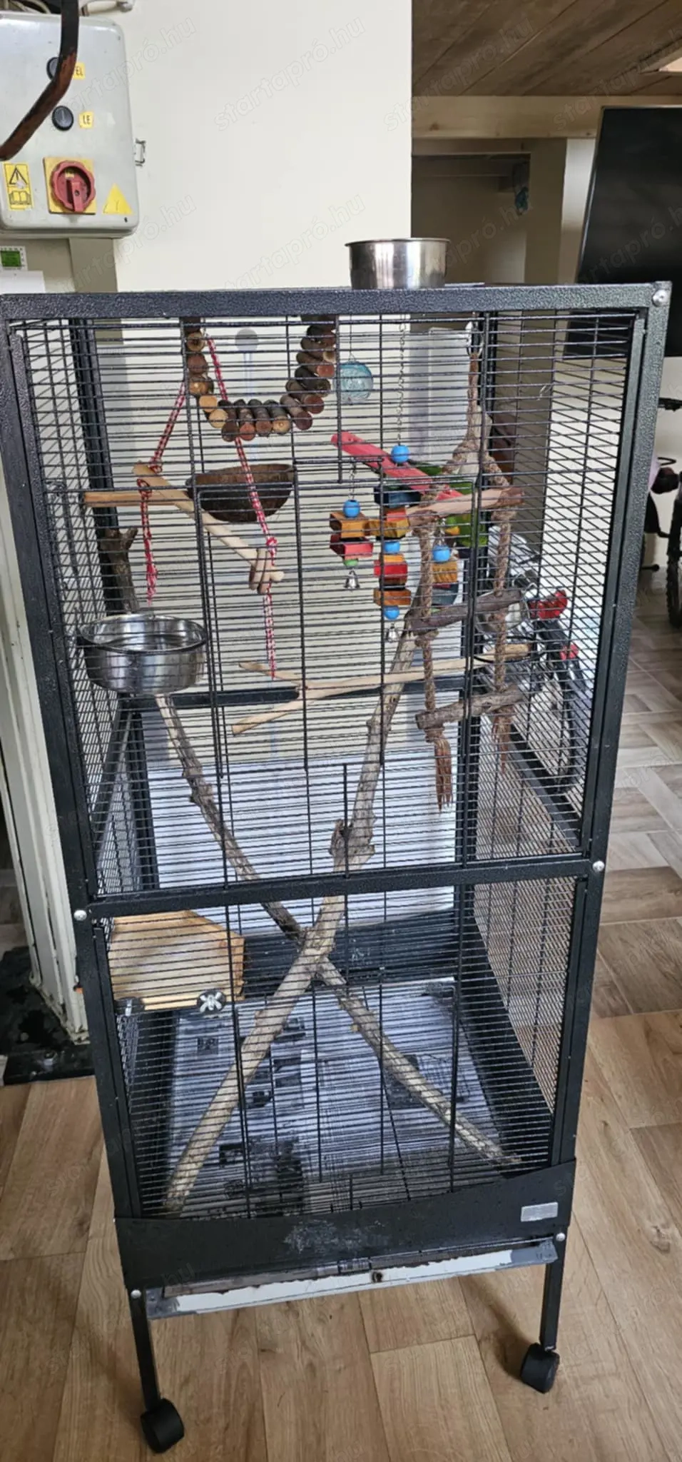 Szivárvány Lóri papagáj 