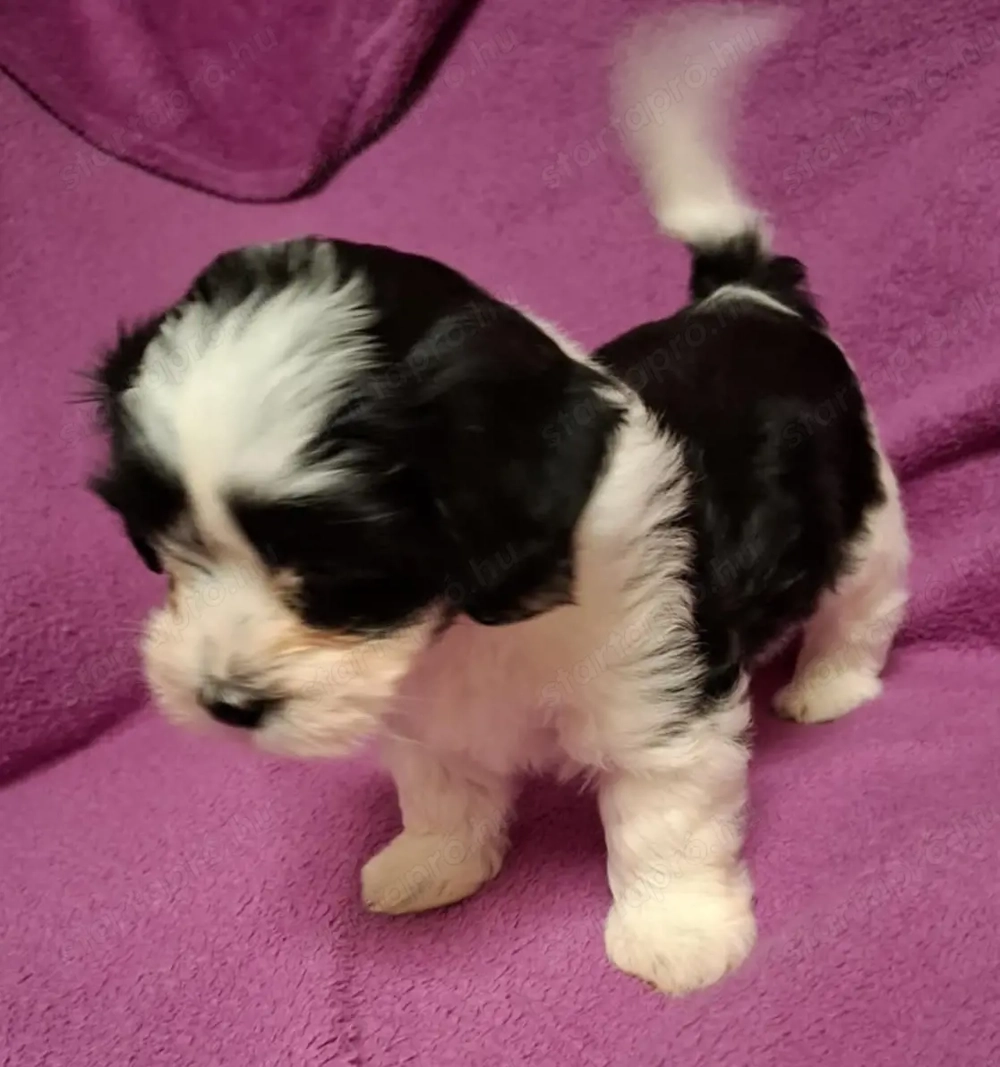 Fekete fehér Bichon Havanese kiskutya