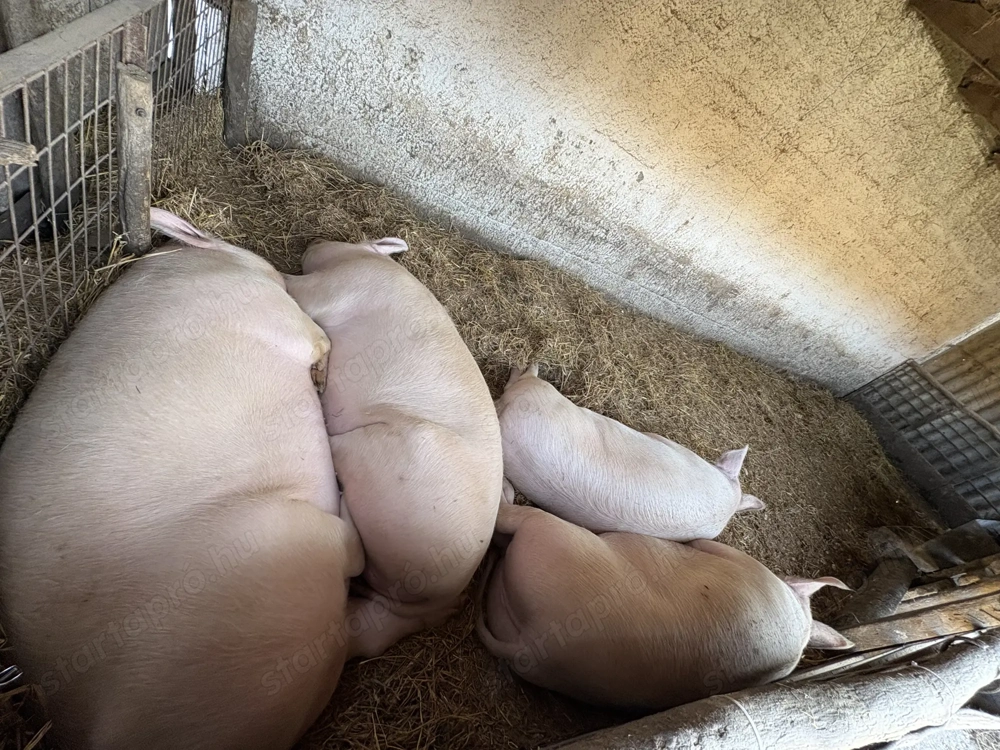 Nagy súlyú hízók