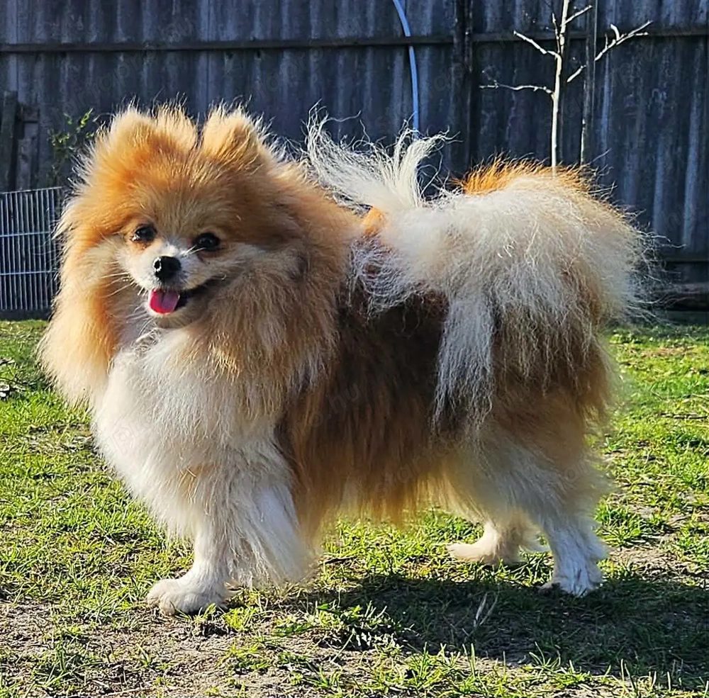 Pomerániai törpespitz