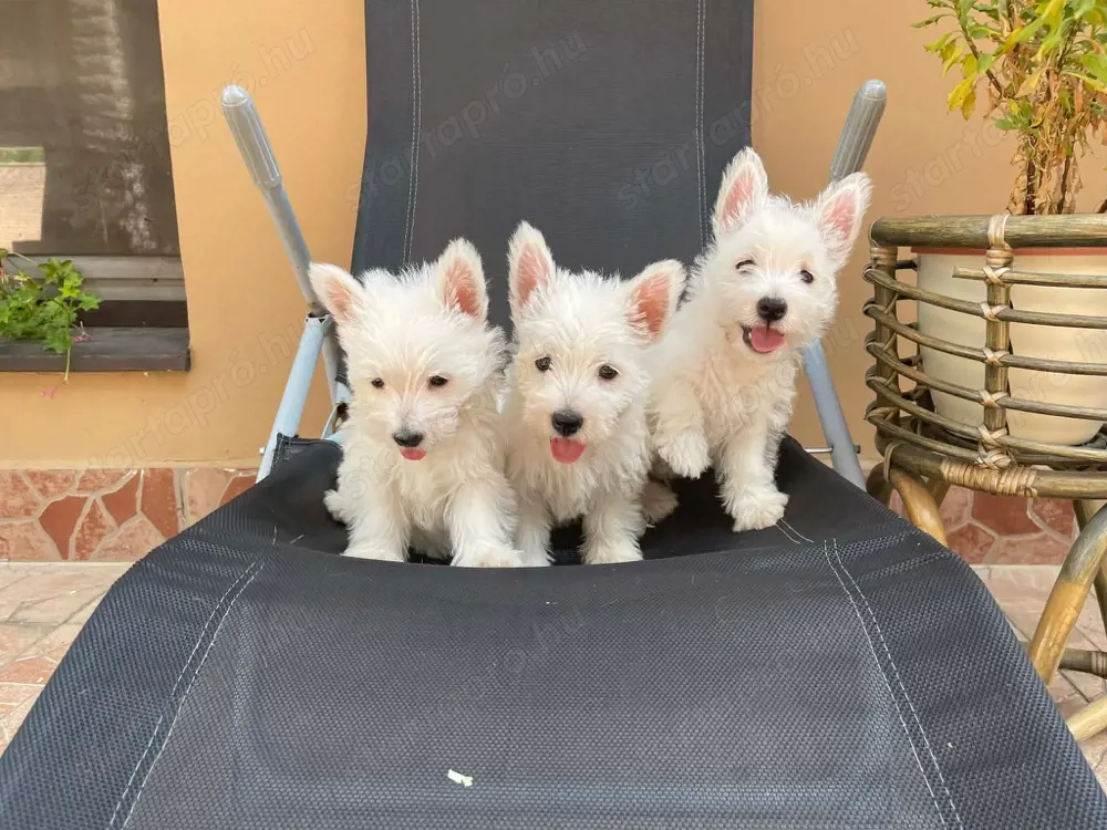 Westie kiskutyák