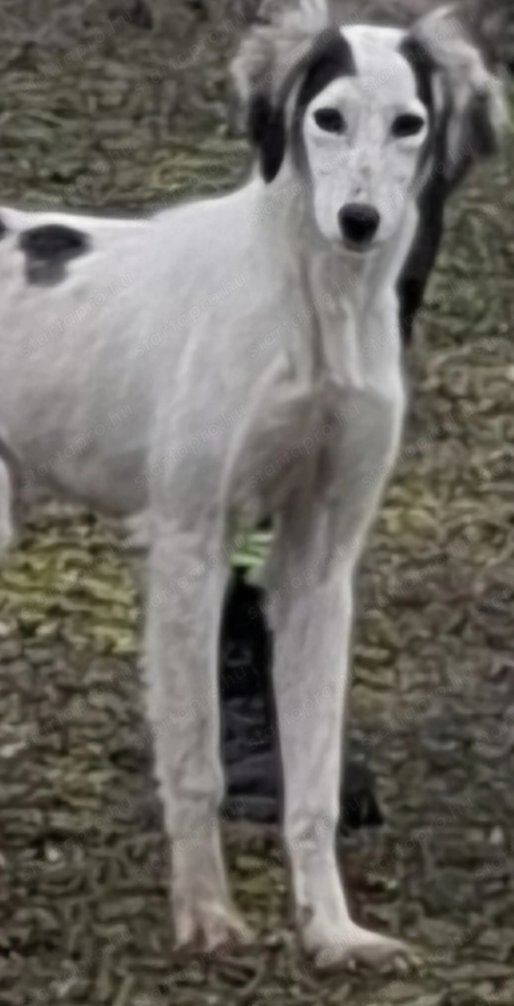 Saluki Perzsa agár szuka