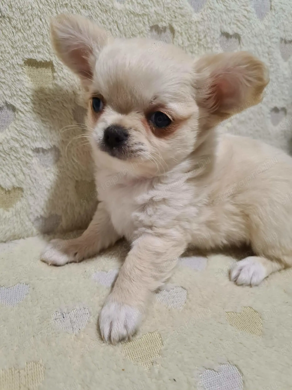 Szultán-Sarki Szoren