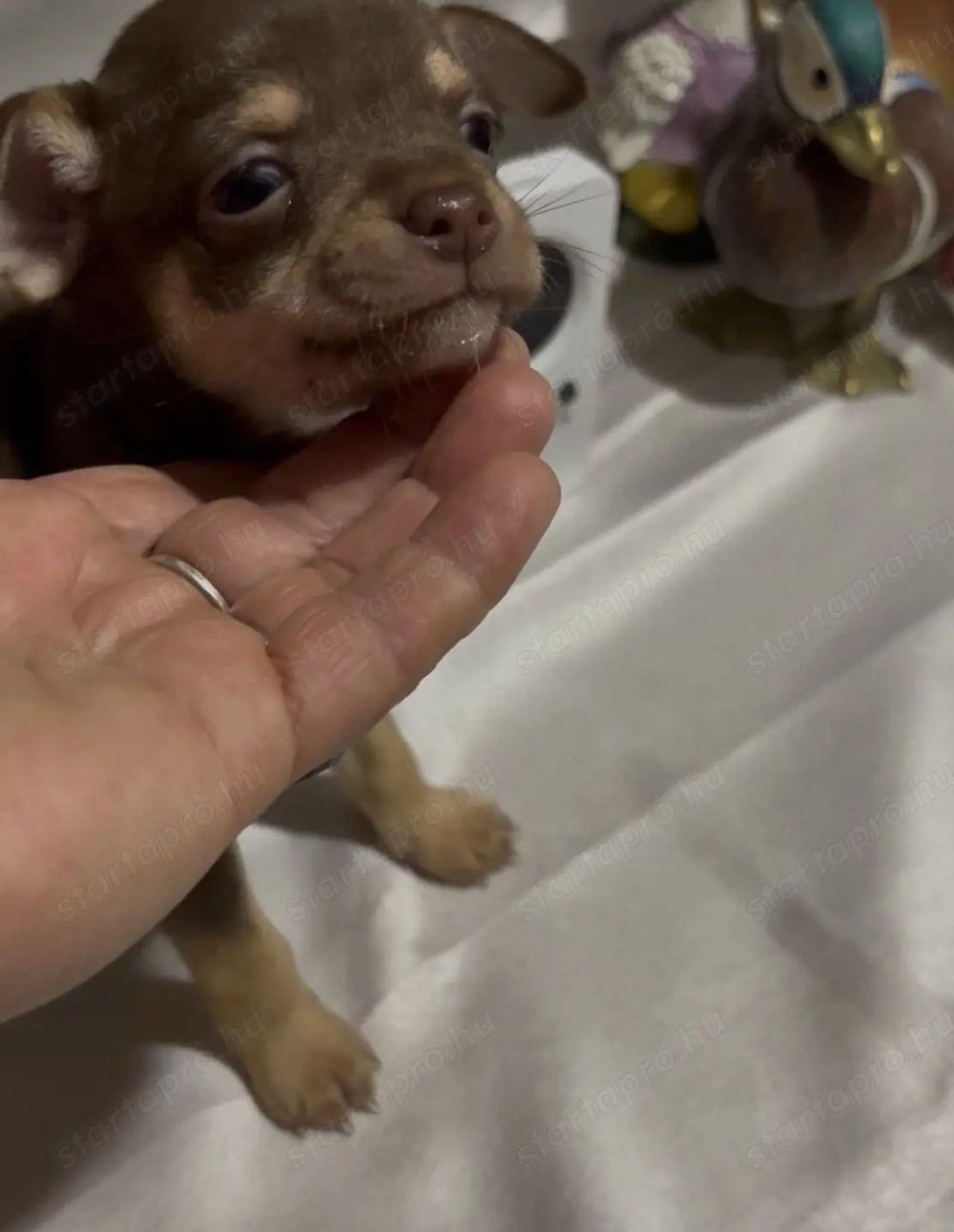 csokolade színű Csivava